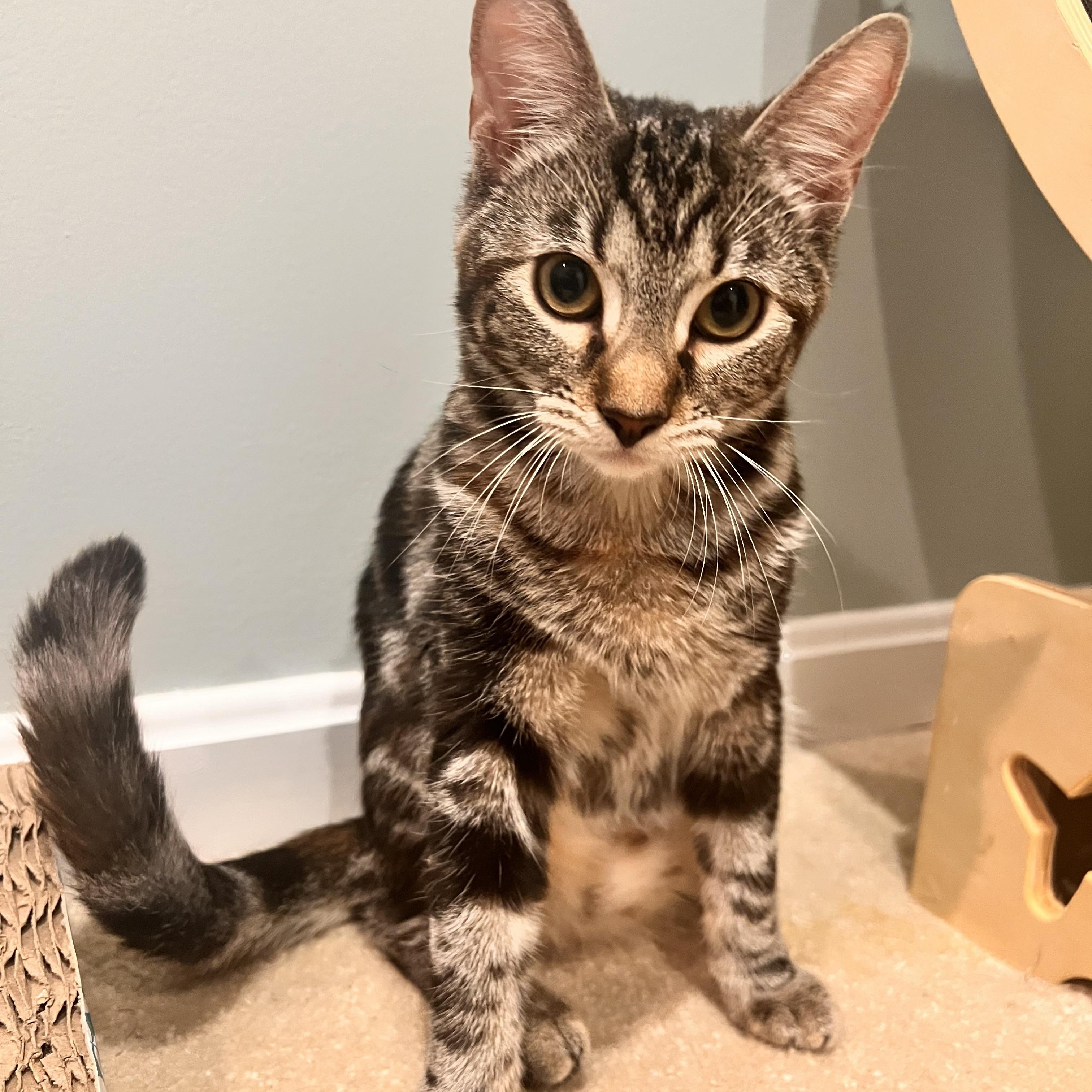 VEDA, Adoptable, Young Female Tabby & Domestic Short Hair.