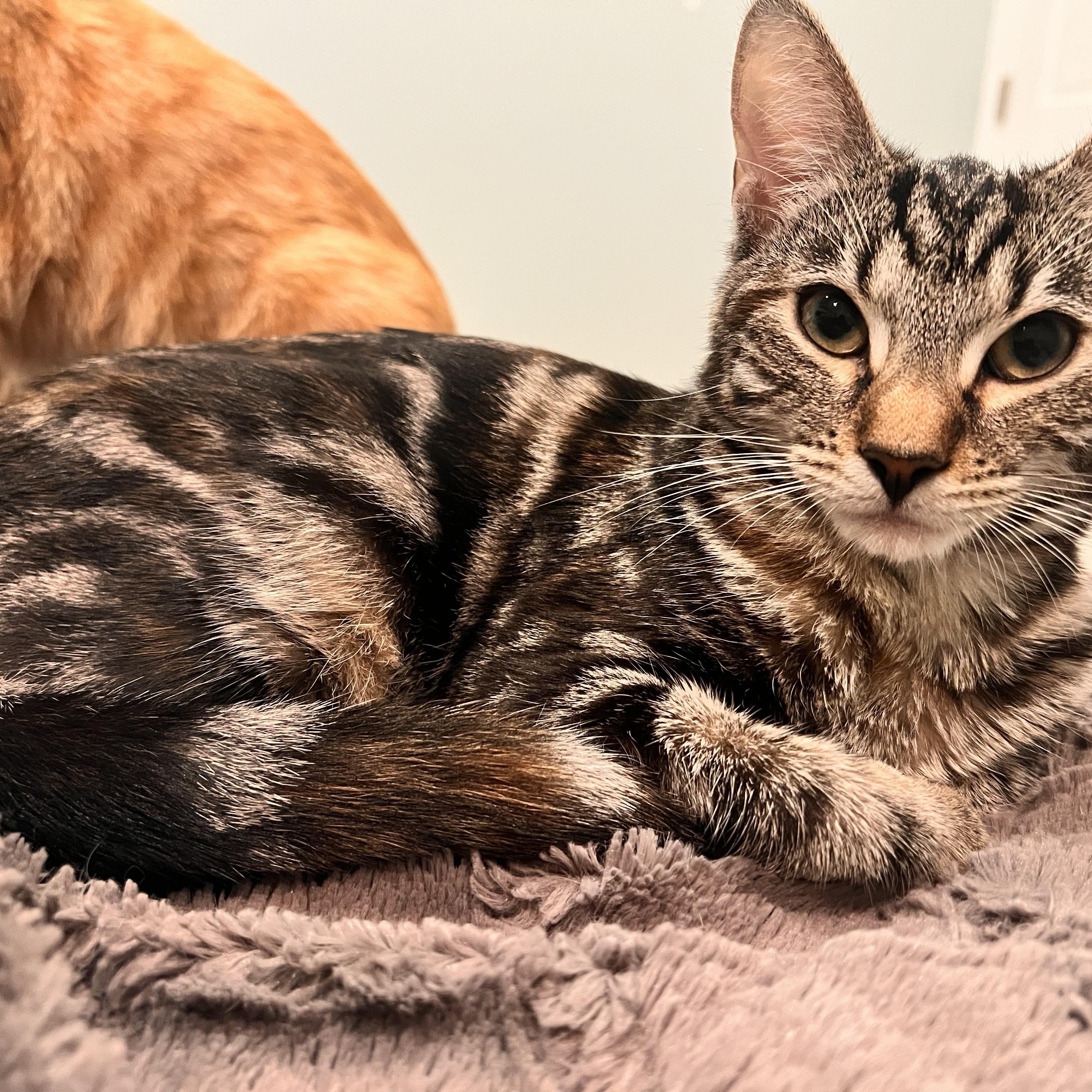 VEDA, a Adoptable mixed breed in Kennebunk , ME image 2/4