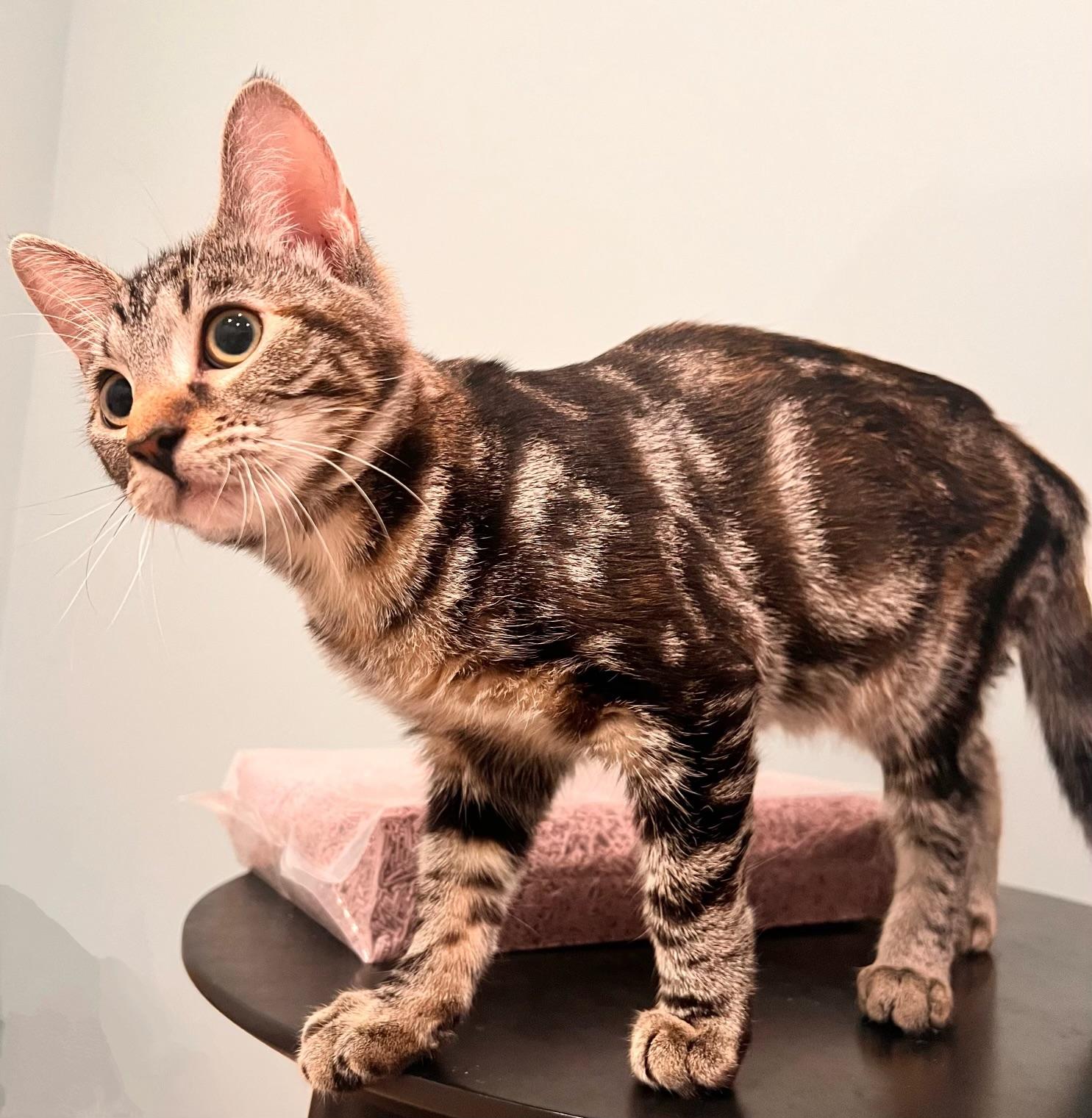 VEDA, a Adoptable mixed breed in Kennebunk , ME image 3/4