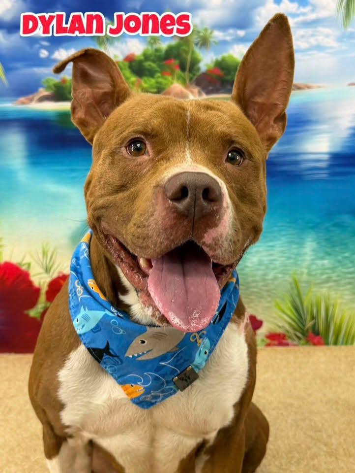 Enlarge Dylan Jones, a ADOPTABLE Mixed Breed in Flint, MI image 1/1