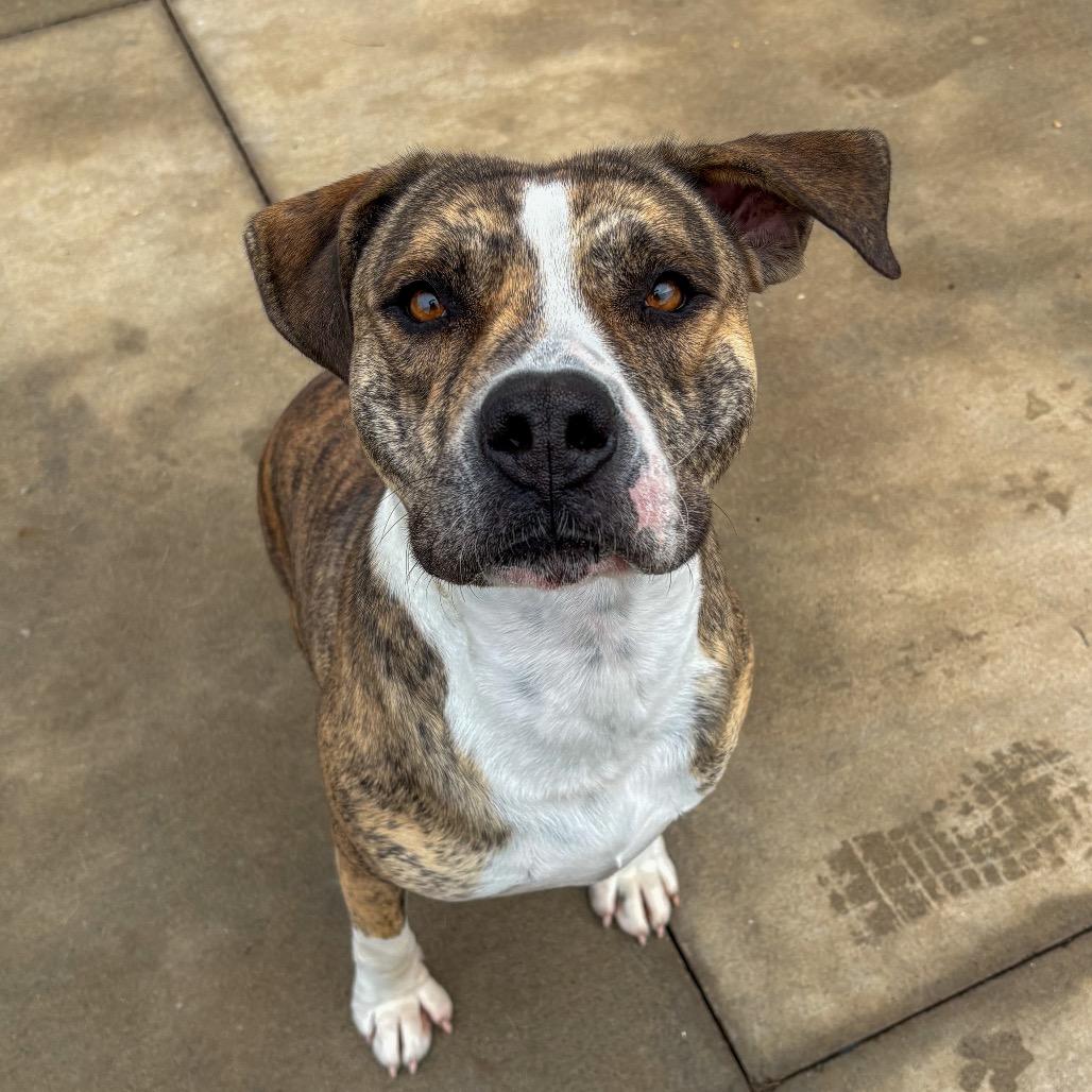 Enlarge Dallas, a Adoptable Pit Bull Terrier in Norman, OK image 1/6