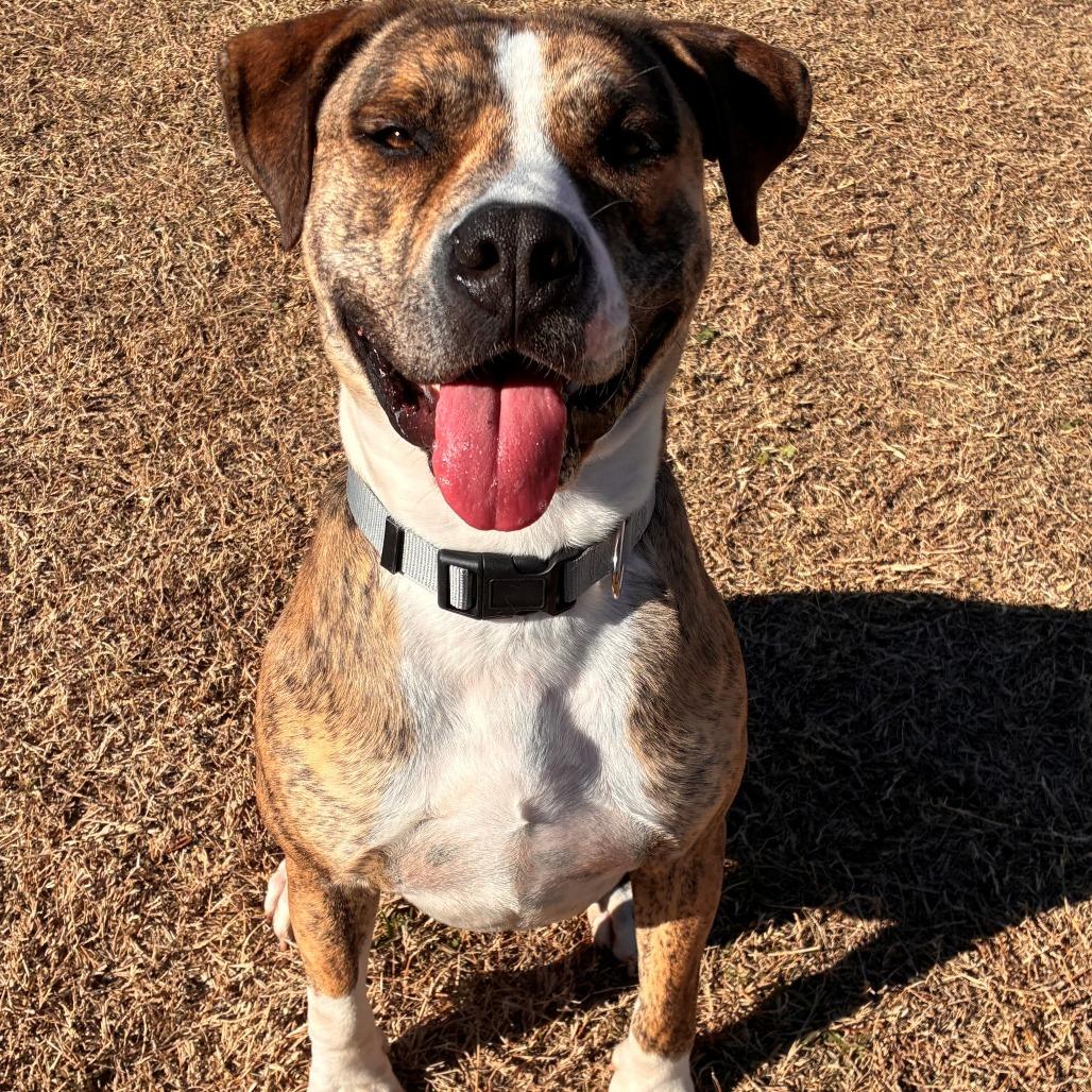 Enlarge Dallas, a Adoptable Pit Bull Terrier in Norman, OK image 2/6
