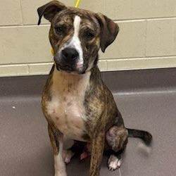 Enlarge Dallas, a Adoptable Pit Bull Terrier in Norman, OK image 3/6