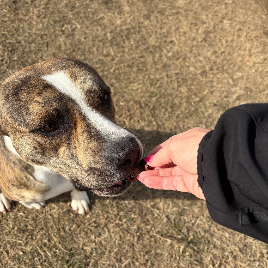 Enlarge Dallas, a Adoptable Pit Bull Terrier in Norman, OK image 4/6