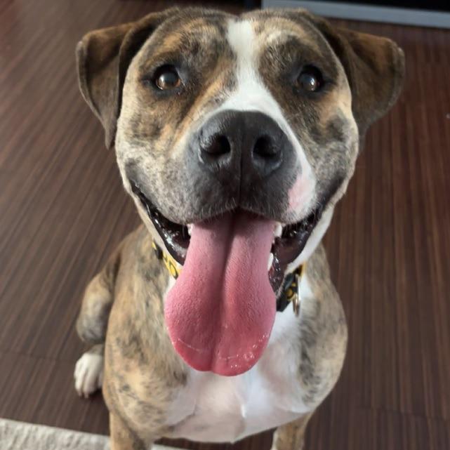 Enlarge Dallas, a Adoptable Pit Bull Terrier in Norman, OK image 5/6