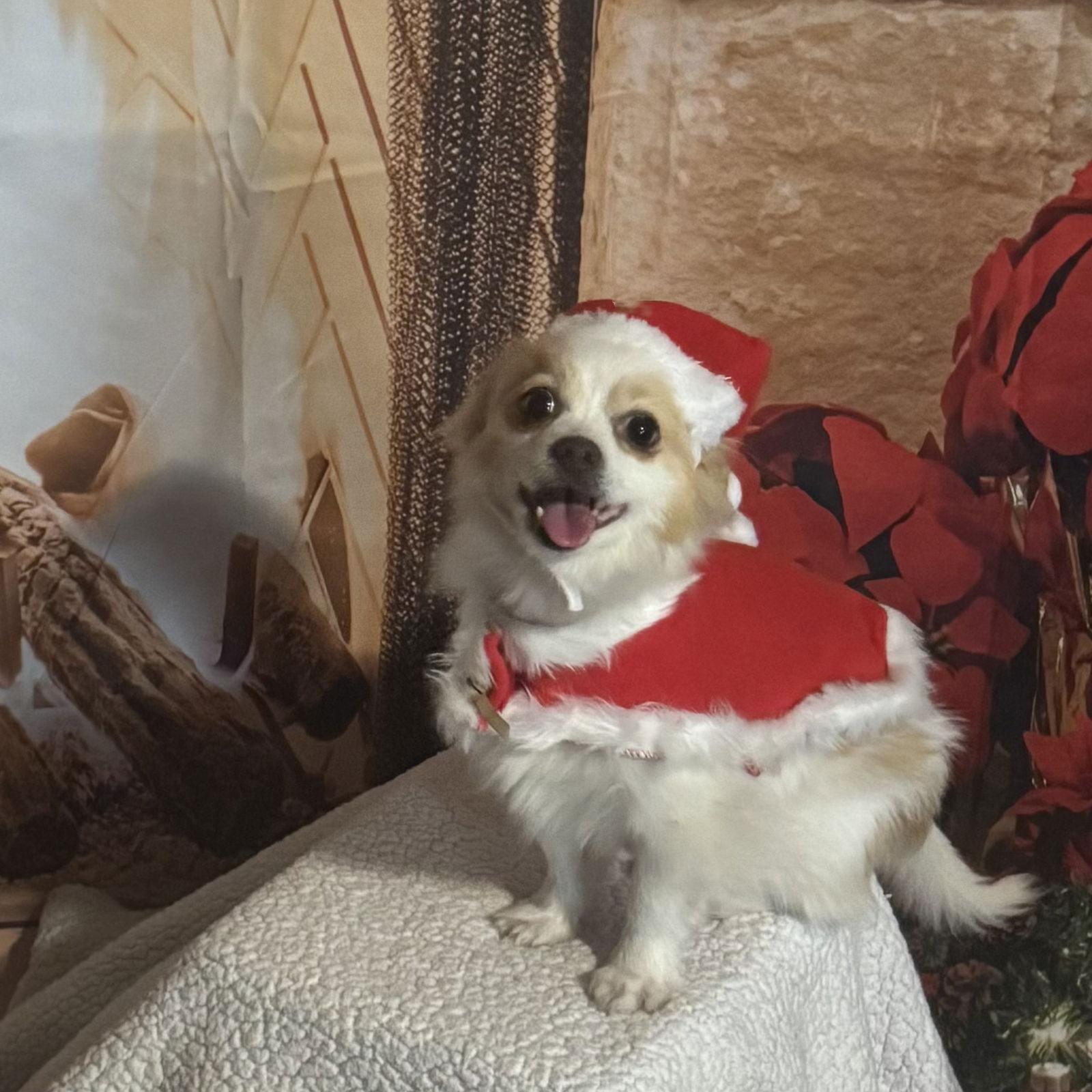 Enlarge Frosty, a Adoptable Pomeranian in Garland, TX image 1/3