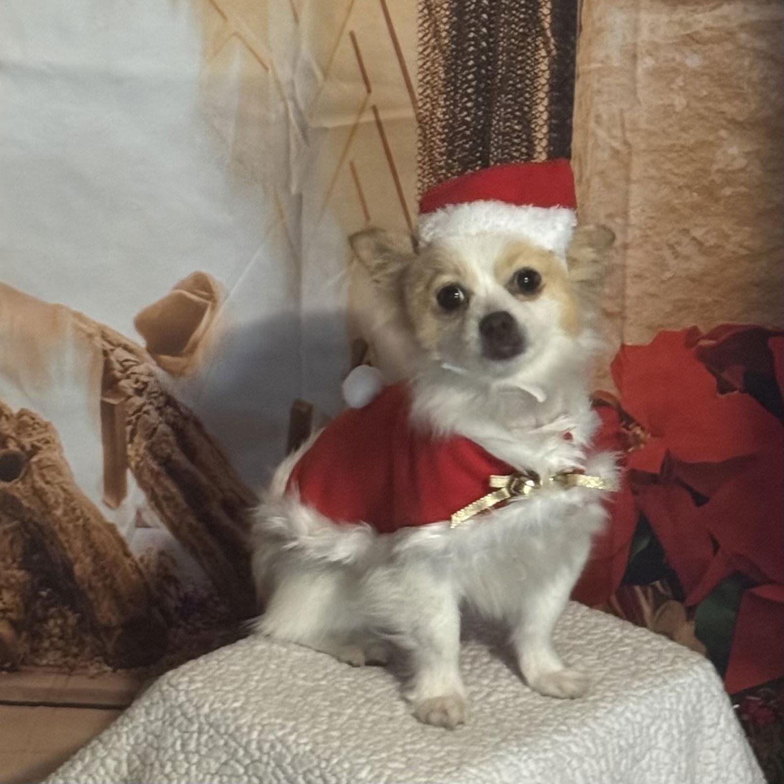 Enlarge Frosty, a Adoptable Pomeranian in Garland, TX image 2/3