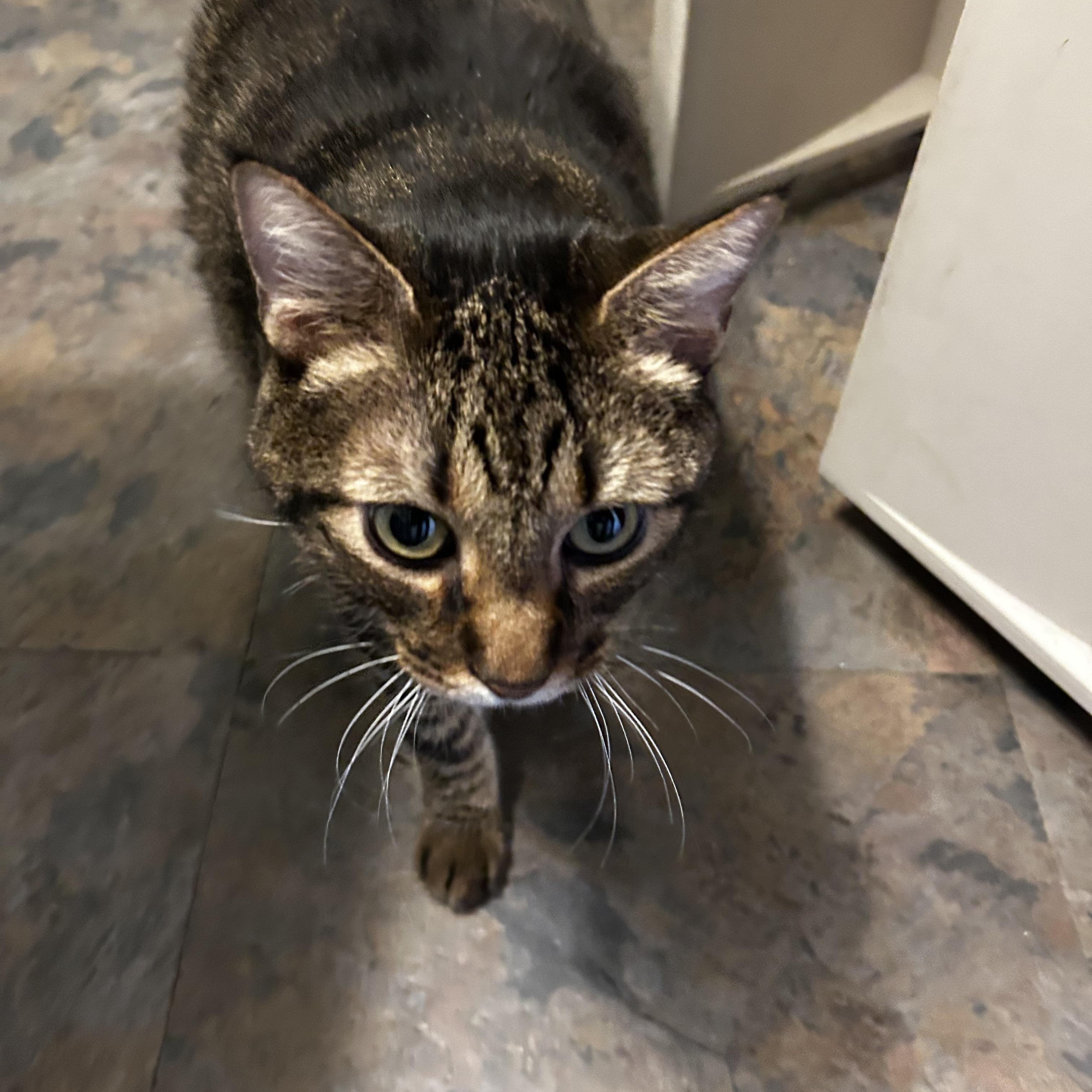 Enlarge Joey, a ADOPTABLE Domestic Short Hair in Cape May, NJ image 1/2