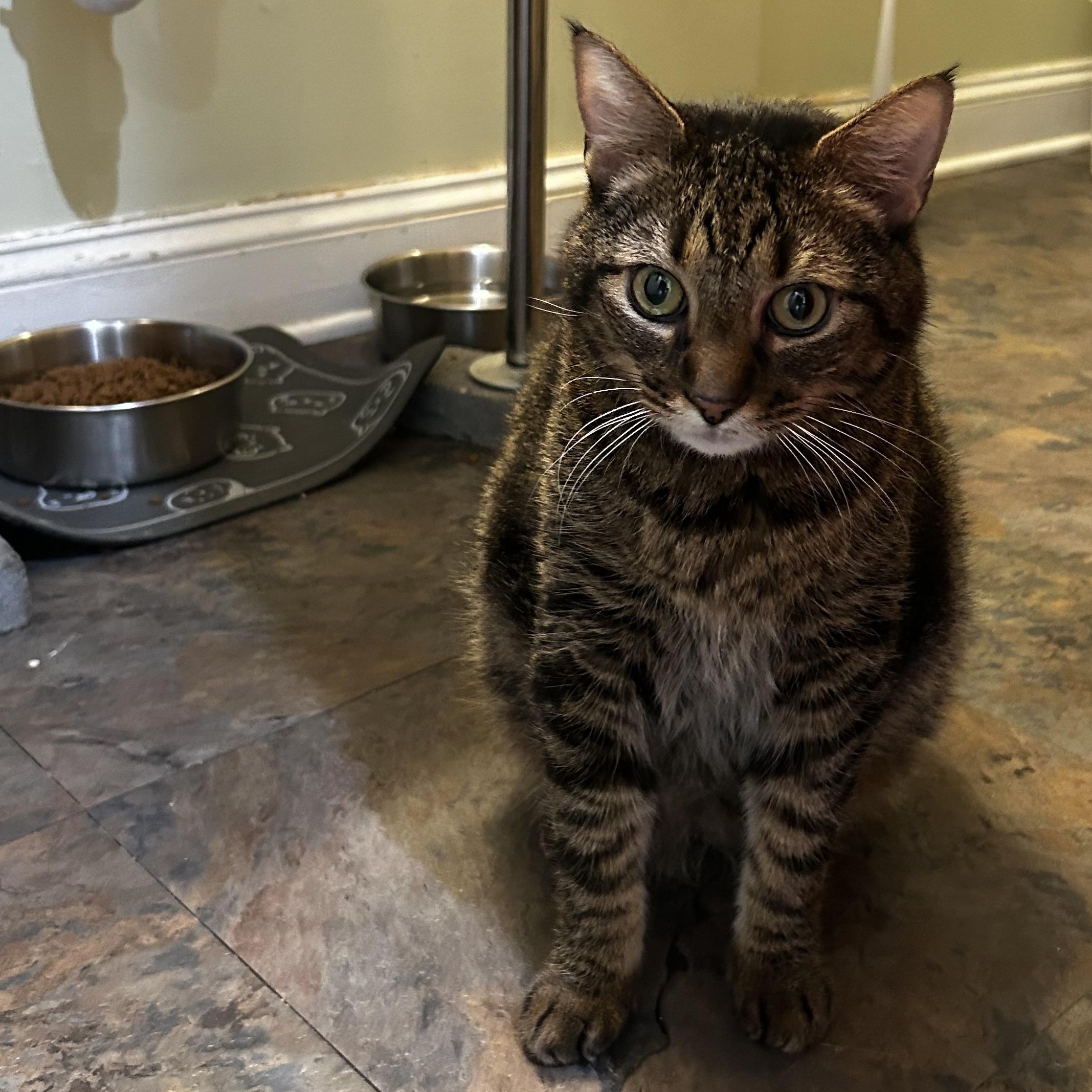 Enlarge Joey, a ADOPTABLE Domestic Short Hair in Cape May, NJ image 2/2