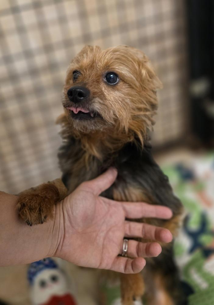 Teddy, a Adoptable mixed breed in Osgood, IN image 1/6