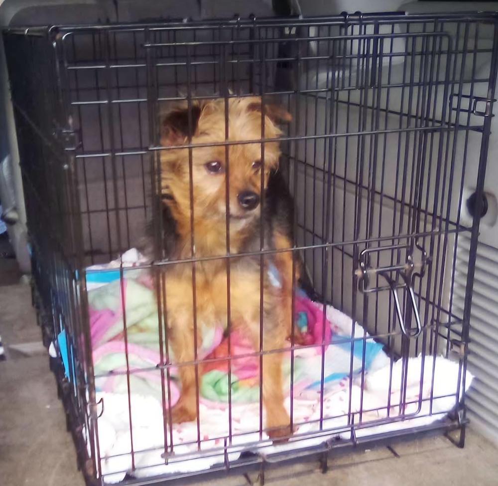 Teddy, a Adoptable mixed breed in Osgood, IN image 2/6