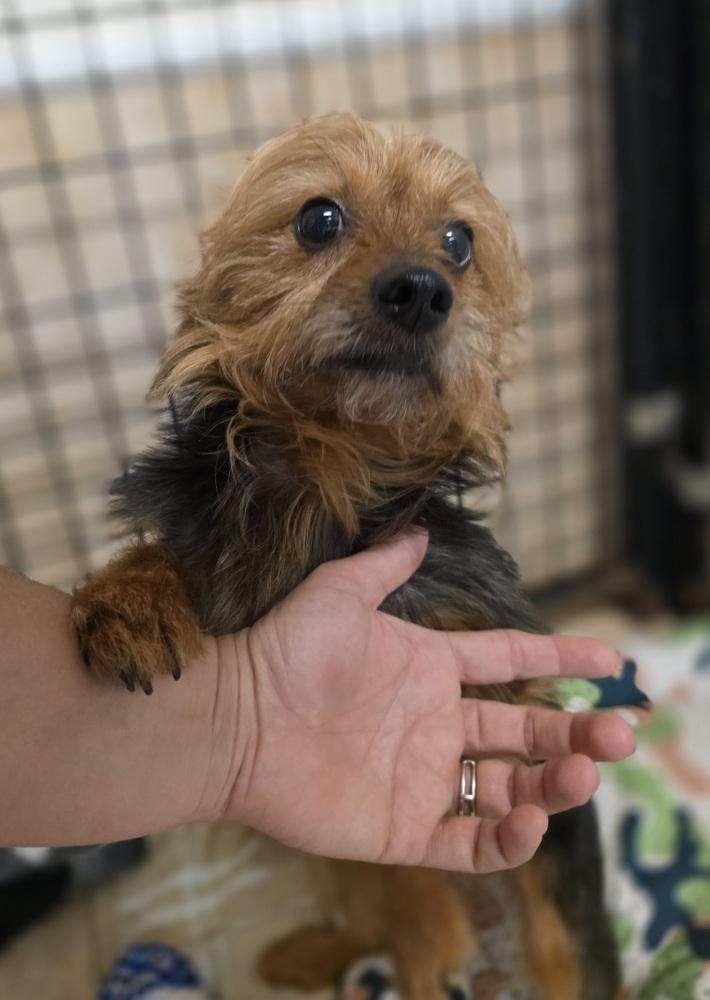 Teddy, a Adoptable mixed breed in Osgood, IN image 3/6