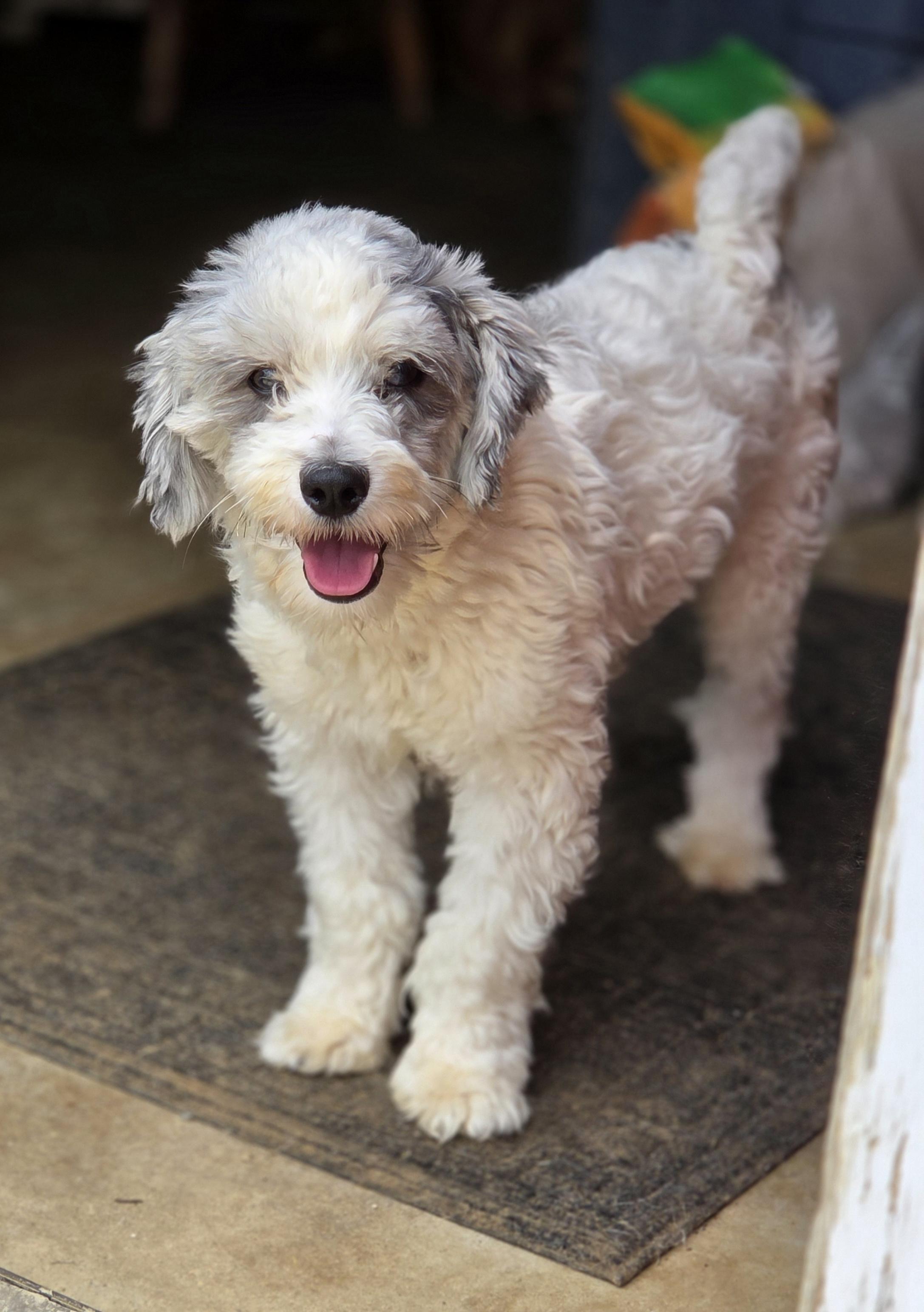 Magic, an adoption pending mixed breed in Zanesville, OH image 3/4
