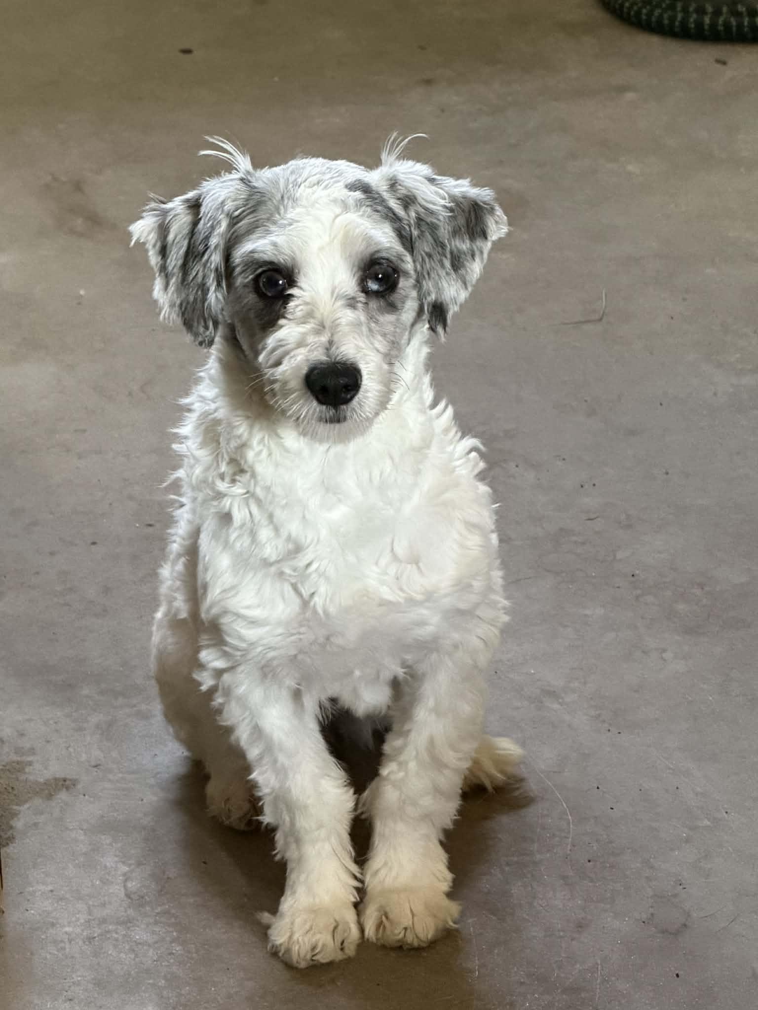 Magic, an adoption pending mixed breed in Zanesville, OH image 1/4