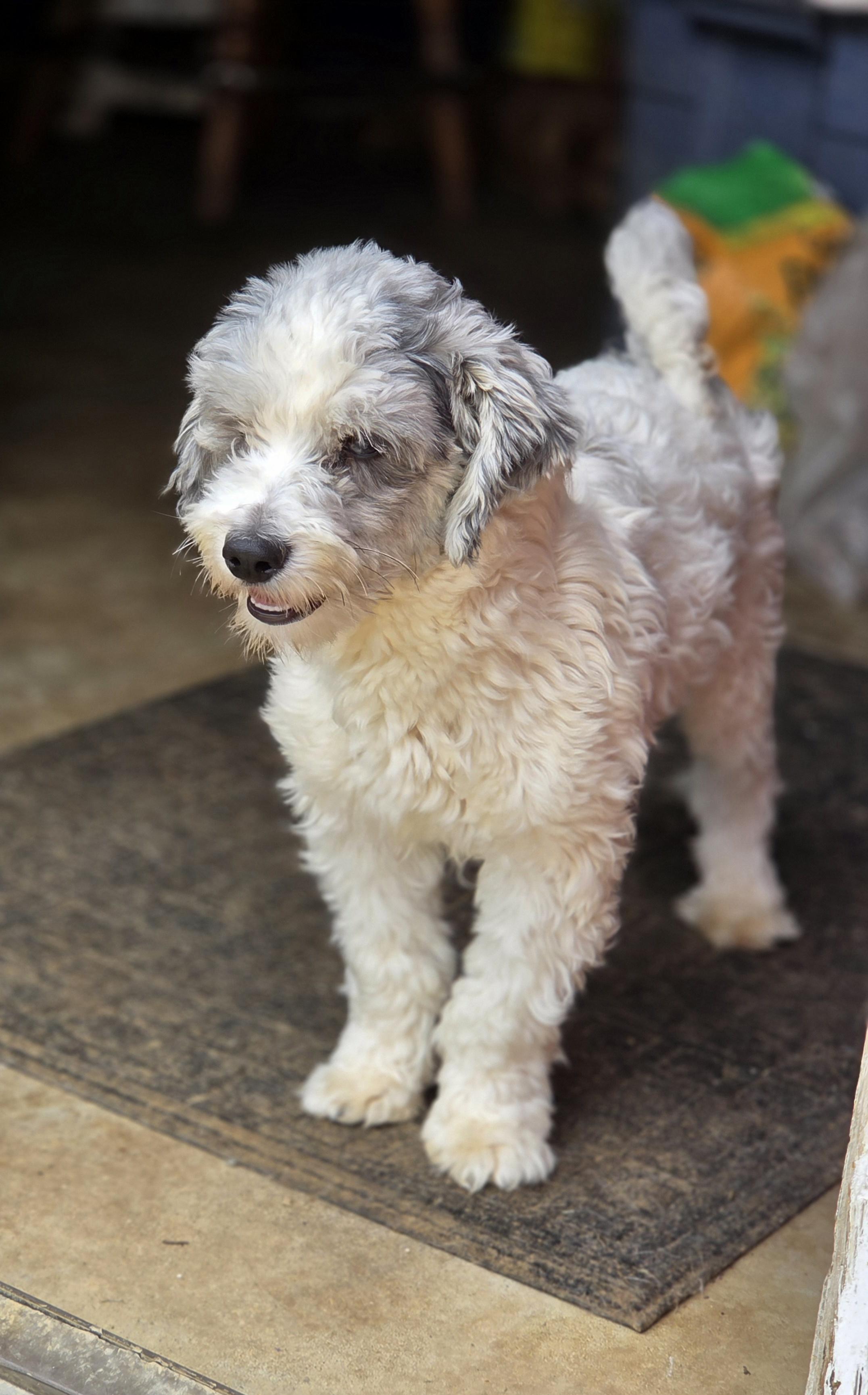Magic, an adoption pending mixed breed in Zanesville, OH image 4/4