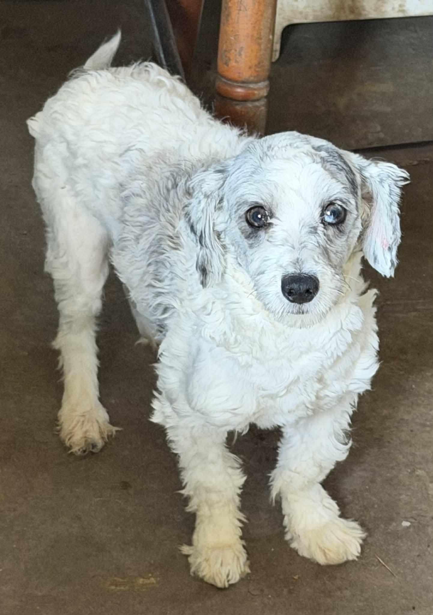 Magic, an adoption pending mixed breed in Zanesville, OH image 2/4