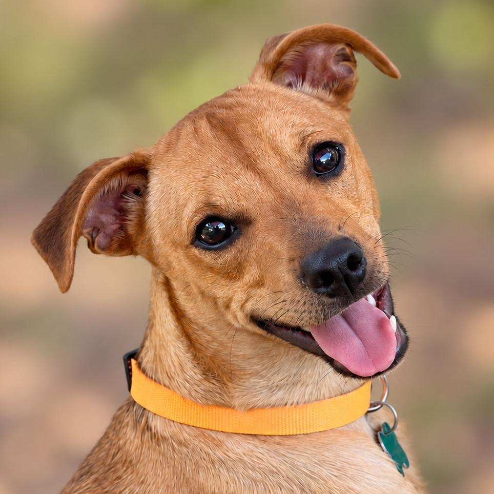 Enlarge Andy, a Adoptable mixed breed in Boerne, TX image 1/6