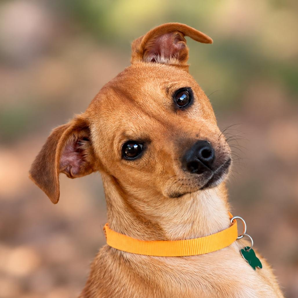 Enlarge Andy, a Adoptable mixed breed in Boerne, TX image 2/6