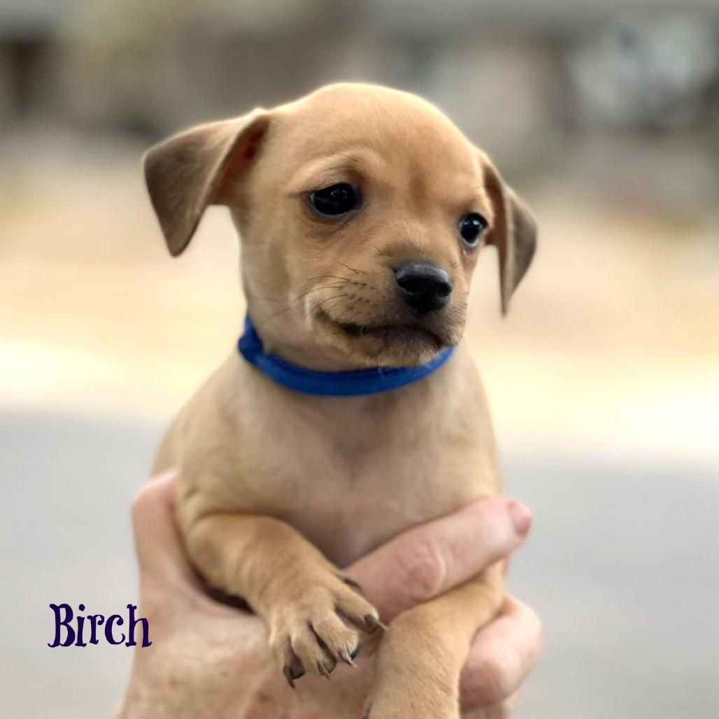Enlarge Andy, a Adoptable mixed breed in Boerne, TX image 3/6
