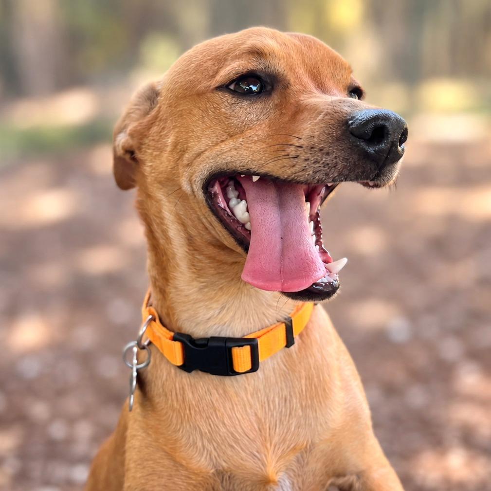 Enlarge Andy, a Adoptable mixed breed in Boerne, TX image 4/6