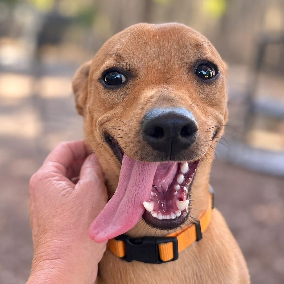 Enlarge Andy, a Adoptable mixed breed in Boerne, TX image 5/6