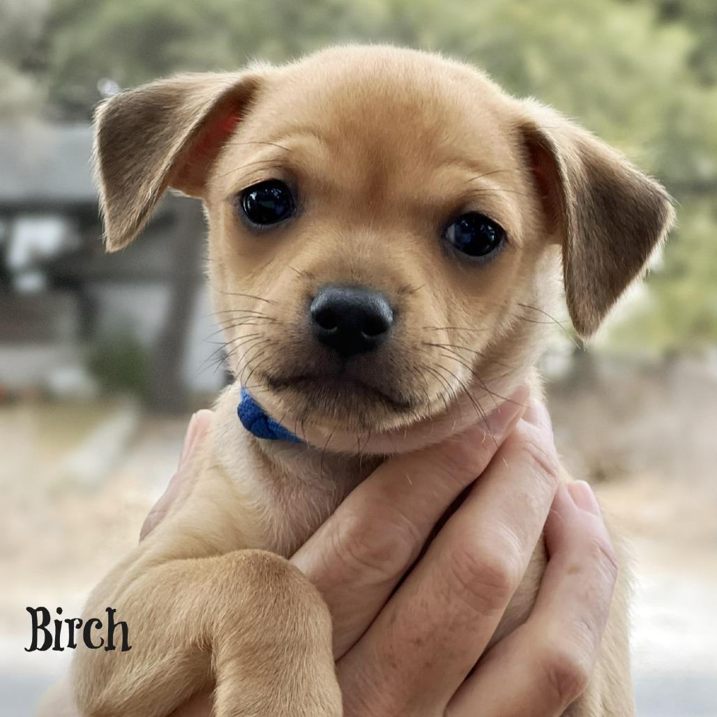 Enlarge Andy, a Adoptable mixed breed in Boerne, TX image 6/6