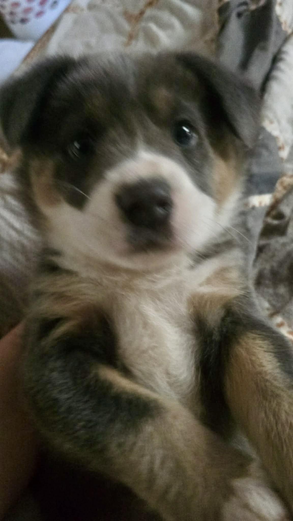 Jèan, ADOPTABLE, Young Male Shepherd.