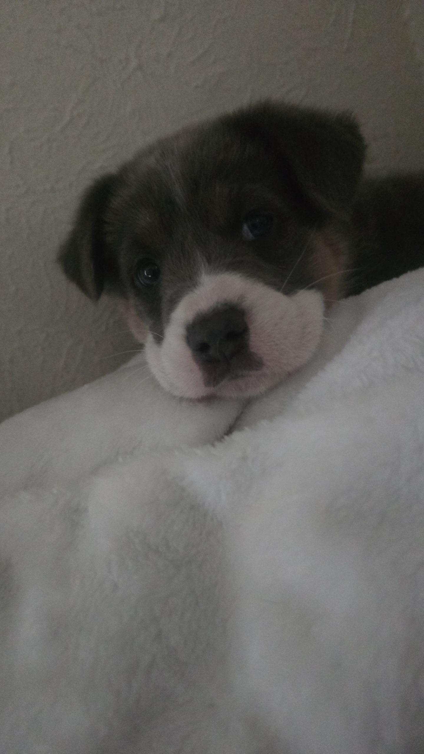 Enlarge Jèan, an adopted mixed breed in Wichita Falls, TX image 2/2