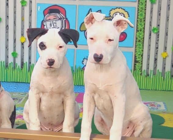 Enlarge Lemonhead, a Adoptable mixed breed in Bensalem, PA image 4/6