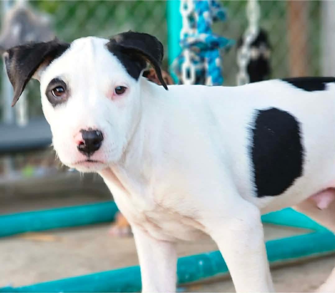 Enlarge Lemonhead, a Adoptable mixed breed in Bensalem, PA image 6/6