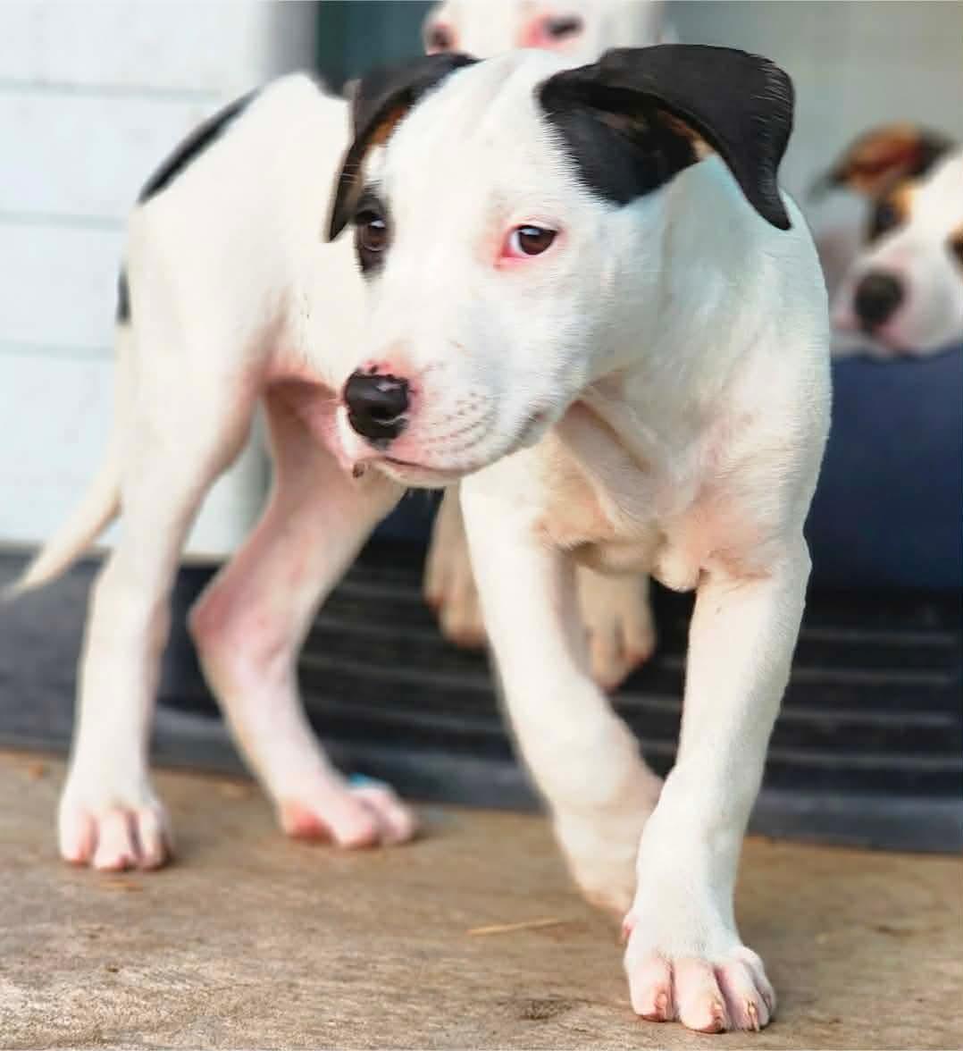 Enlarge Lemonhead, a Adoptable mixed breed in Bensalem, PA image 3/6