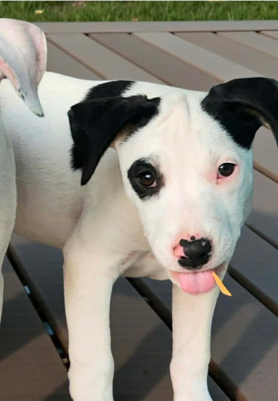 Enlarge Lemonhead, a Adoptable mixed breed in Bensalem, PA image 5/6