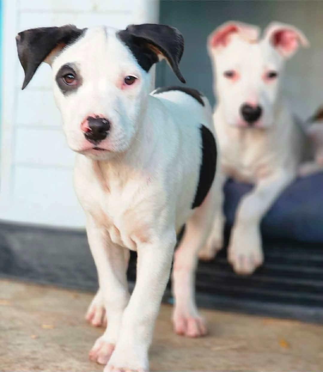 Enlarge Lemonhead, a Adoptable mixed breed in Bensalem, PA image 2/6