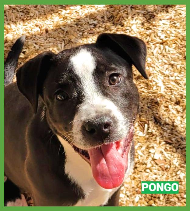 Enlarge Pongo, an adopted mixed breed in Granbury, TX image 3/3