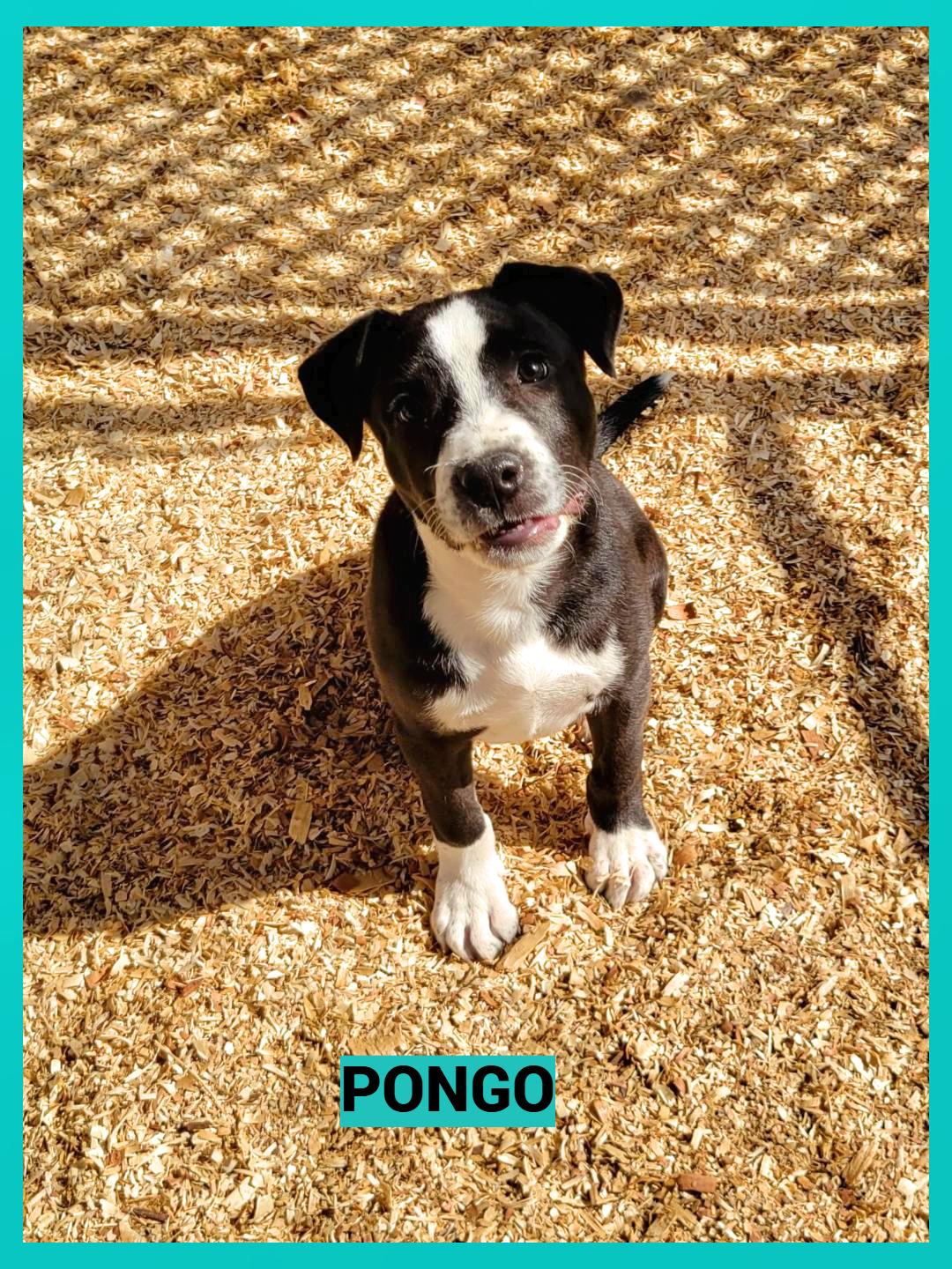 Enlarge Pongo, an adopted mixed breed in Granbury, TX image 2/3