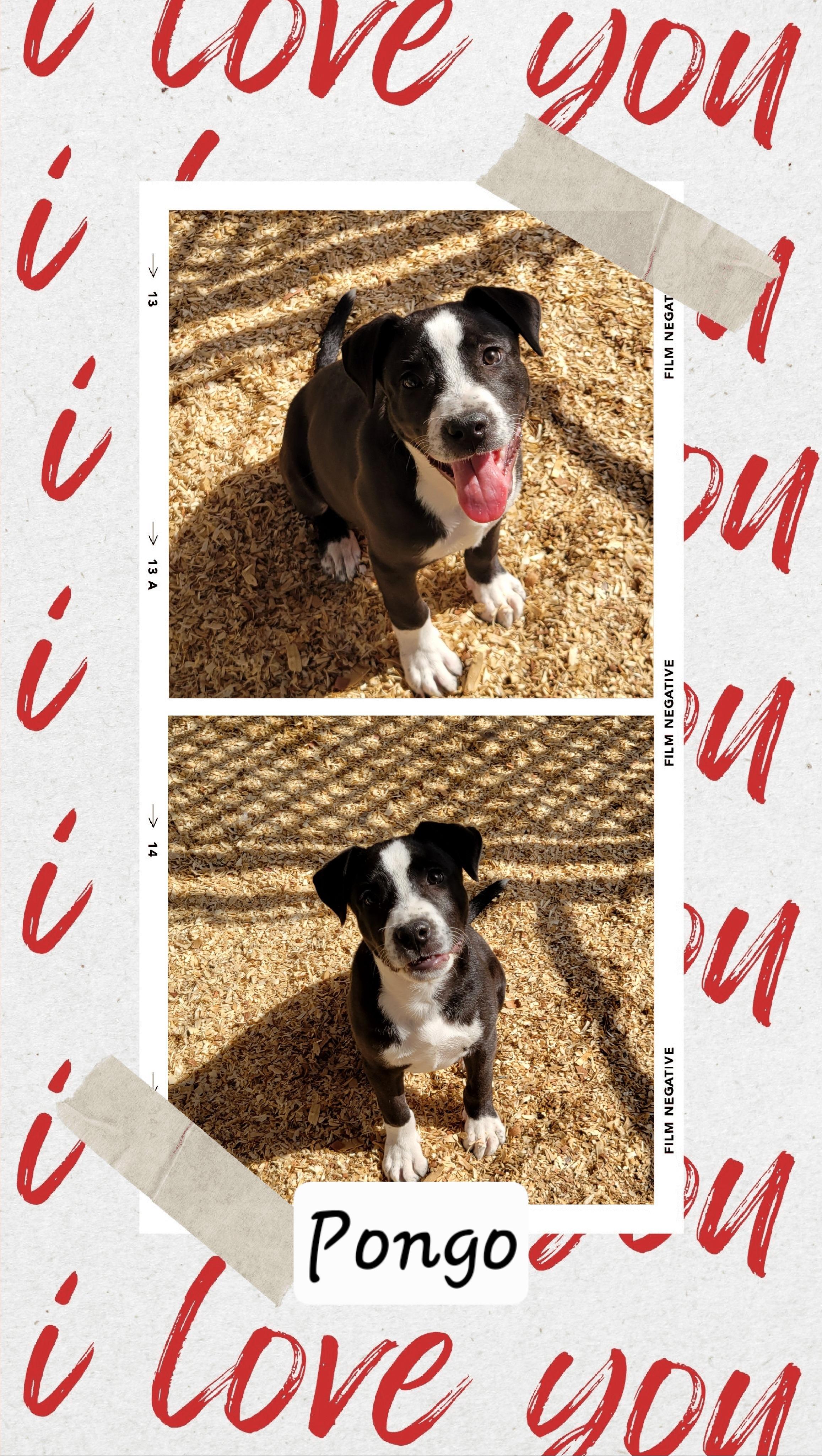 Pongo, adopted, Young Male Border Collie & Labrador Retriever.