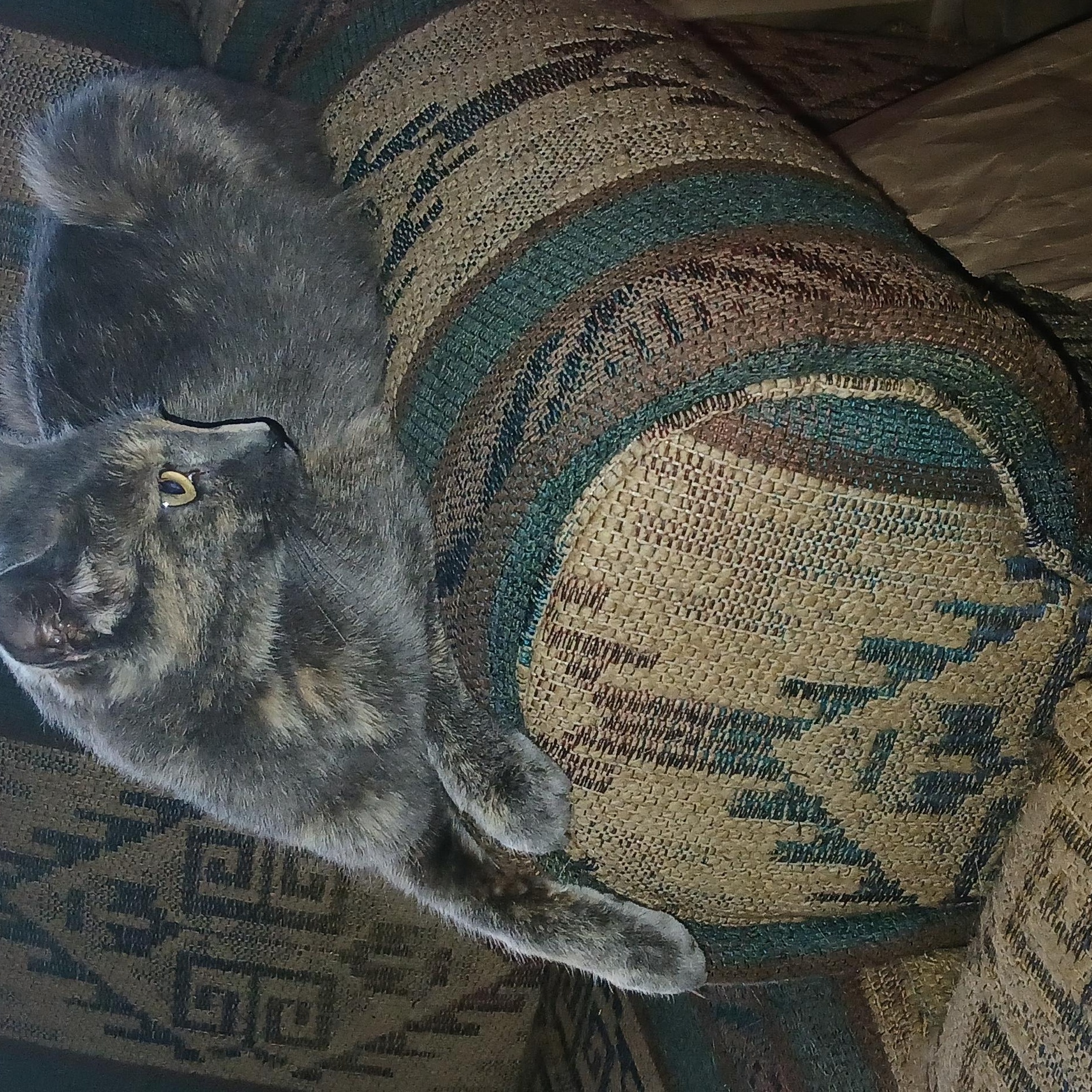 Enlarge MOLLY, a ADOPTABLE Domestic Short Hair in Tillsonburg, ON image 1/3