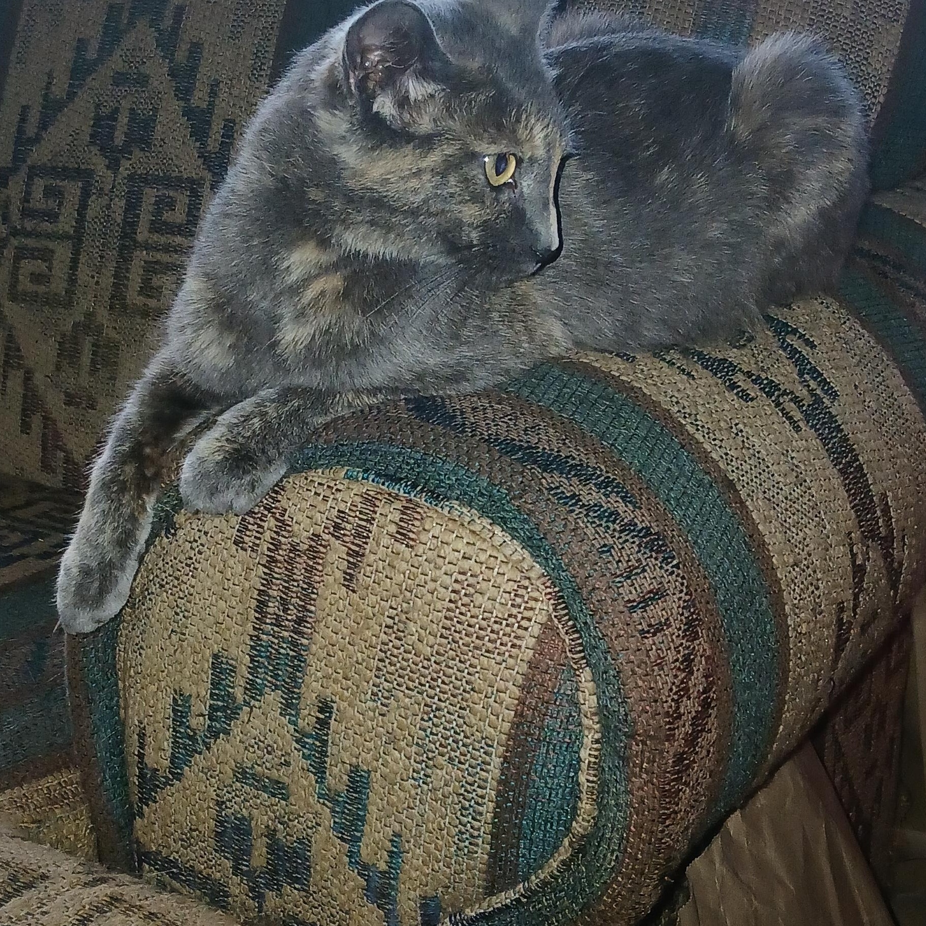 MOLLY, a ADOPTABLE Domestic Short Hair in Tillsonburg, ON image 3/4