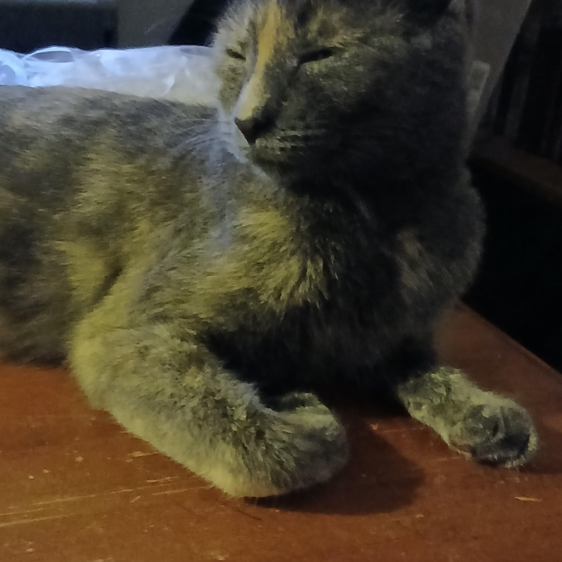 Enlarge MOLLY, a ADOPTABLE Domestic Short Hair in Tillsonburg, ON image 2/3