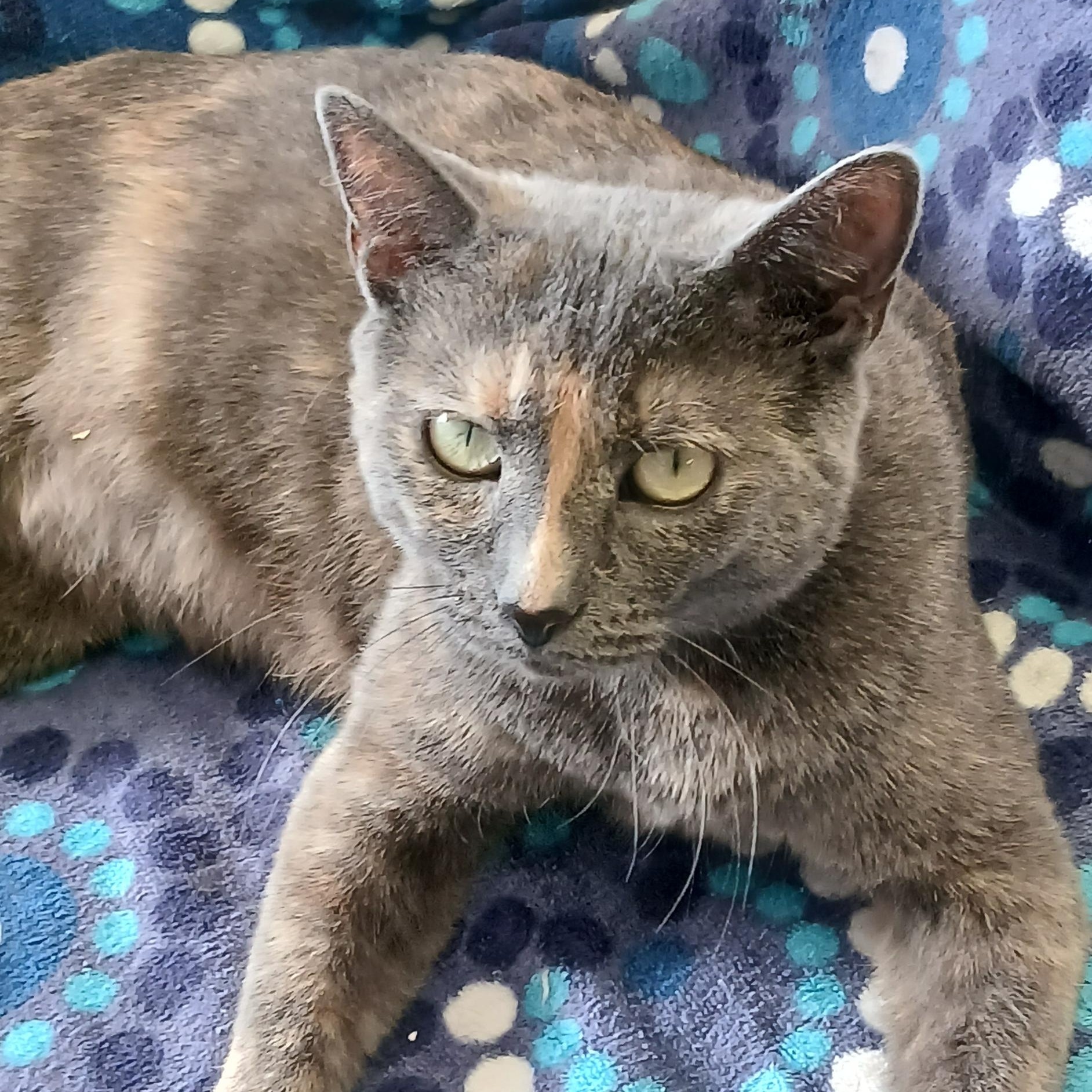 MOLLY, a ADOPTABLE Domestic Short Hair in Tillsonburg, ON image 1/4