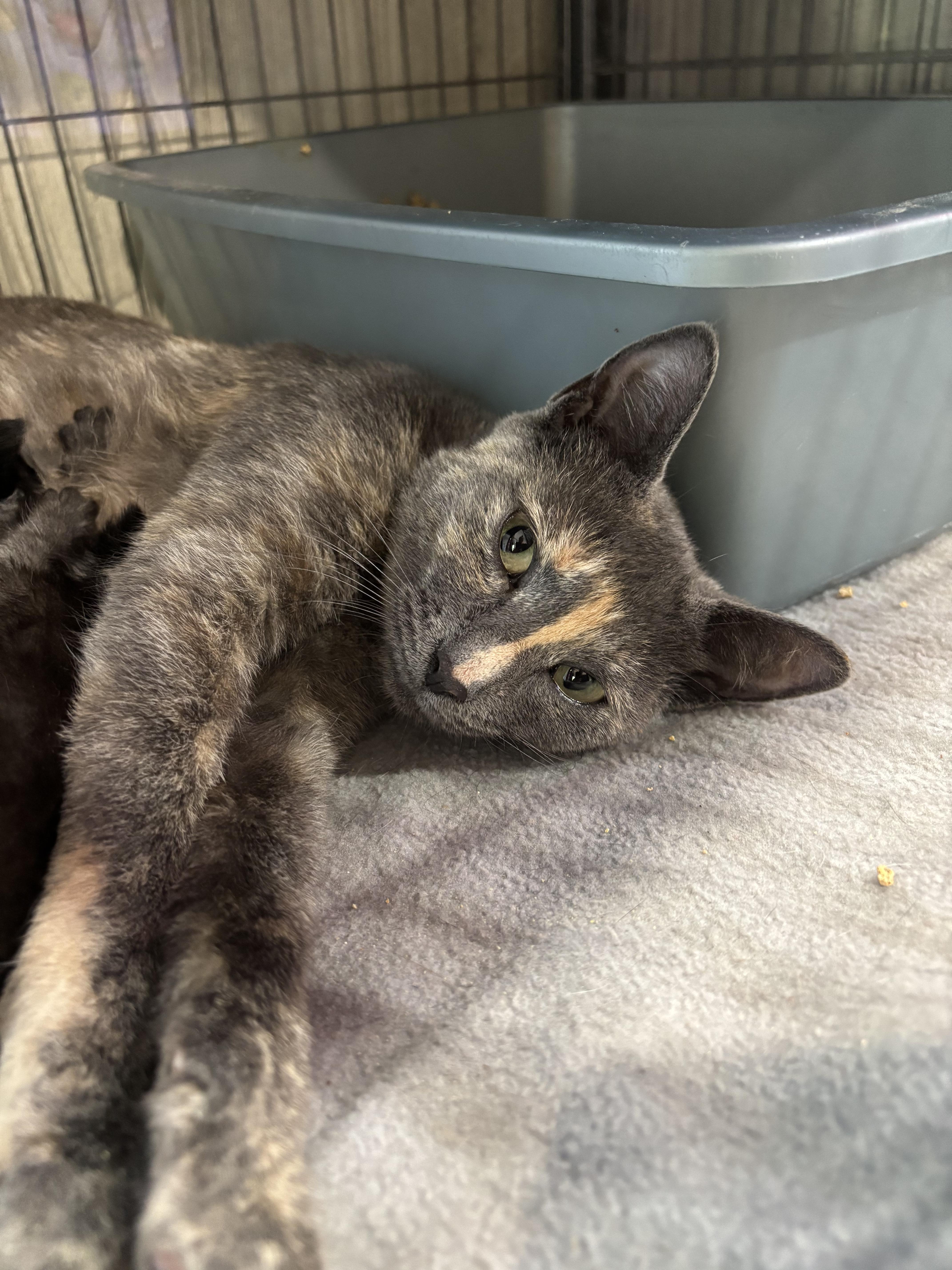 Enlarge MOLLY, a ADOPTABLE Domestic Short Hair in Tillsonburg, ON image 3/3