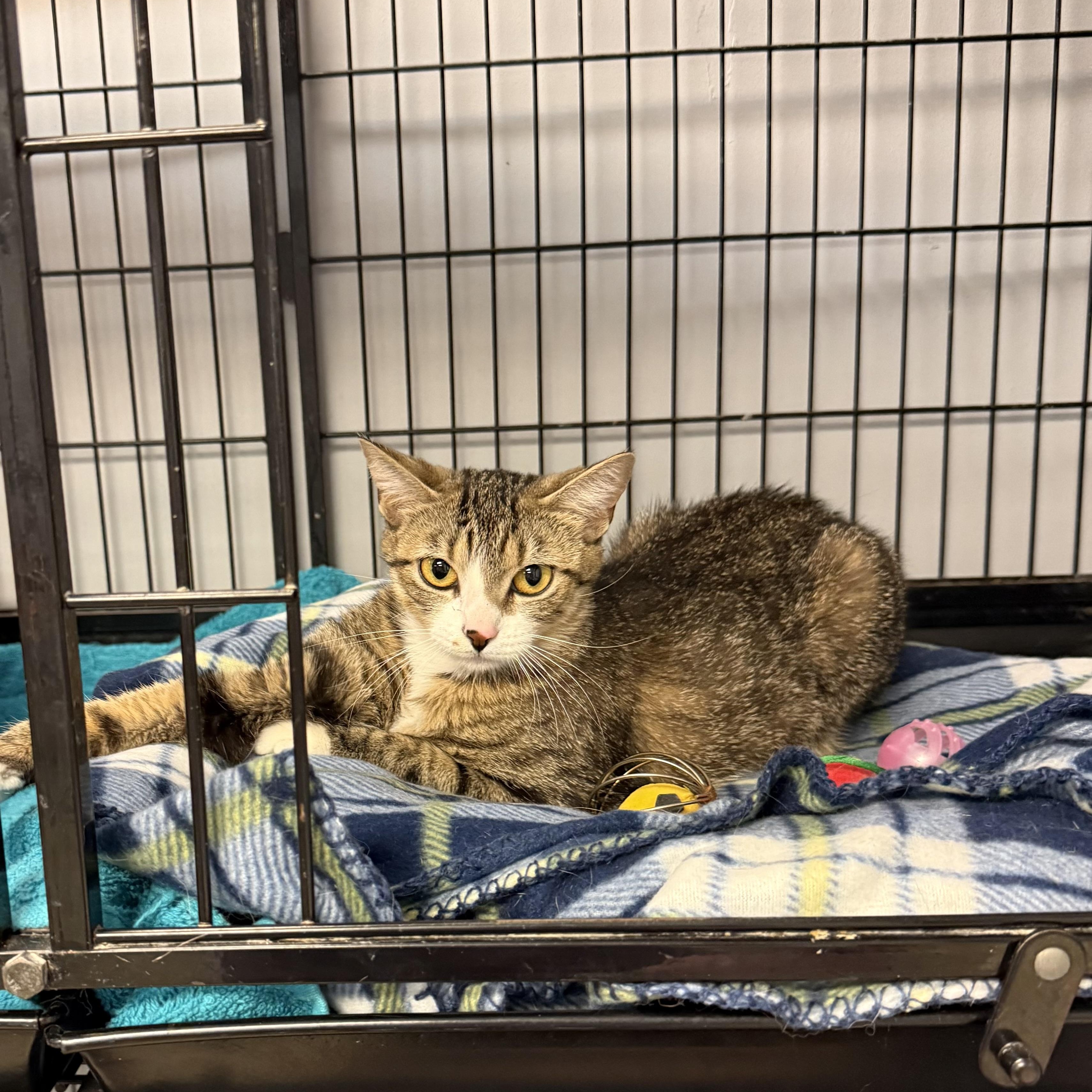 Charlie, ADOPTABLE, Young Female Domestic Short Hair.