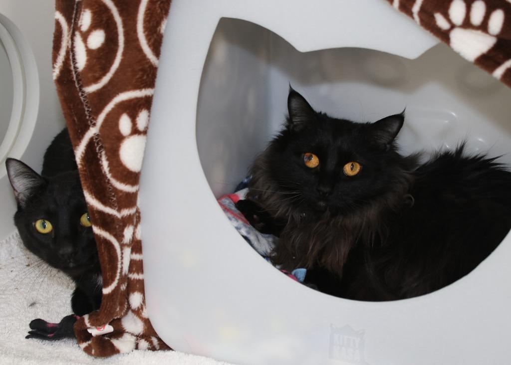 Enlarge Emcee (& Florida), a Adoptable mixed breed in Shoreline, WA image 1/3