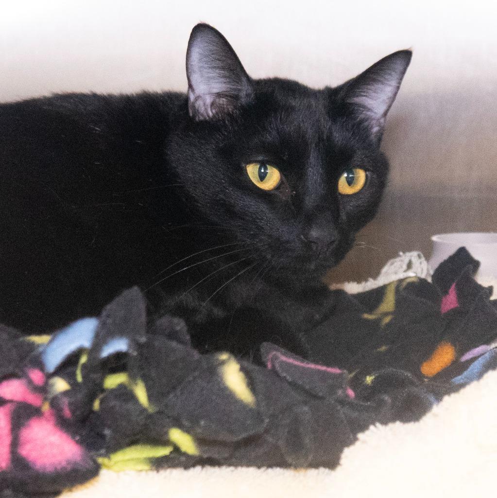 Enlarge Emcee (& Florida), a Adoptable mixed breed in Shoreline, WA image 2/3