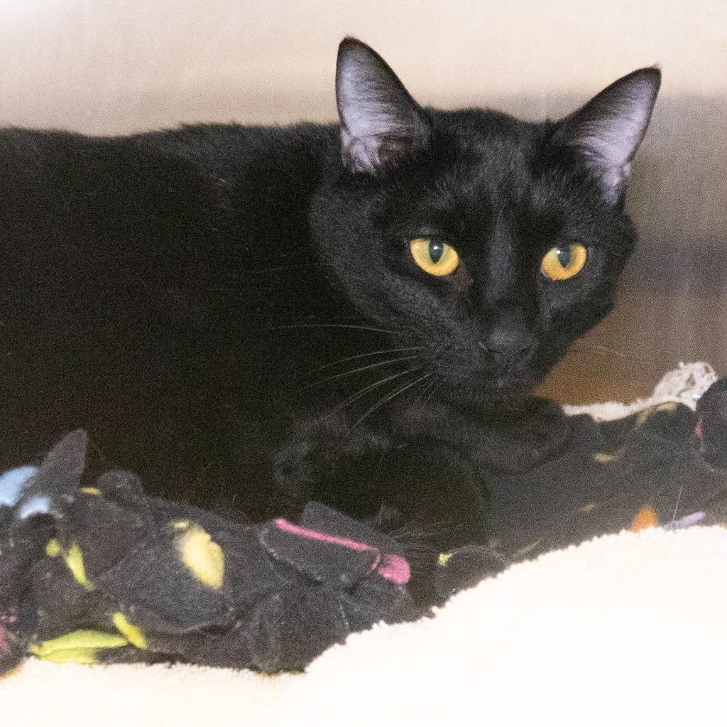 Enlarge Emcee (& Florida), a Adoptable mixed breed in Shoreline, WA image 3/3