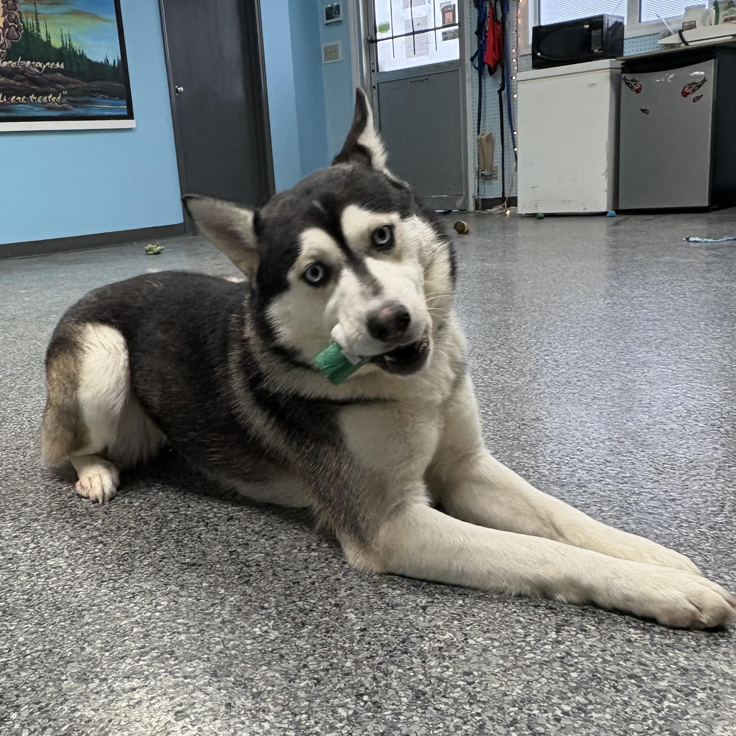 Jetta, Adopted, Adult Female Siberian Husky.