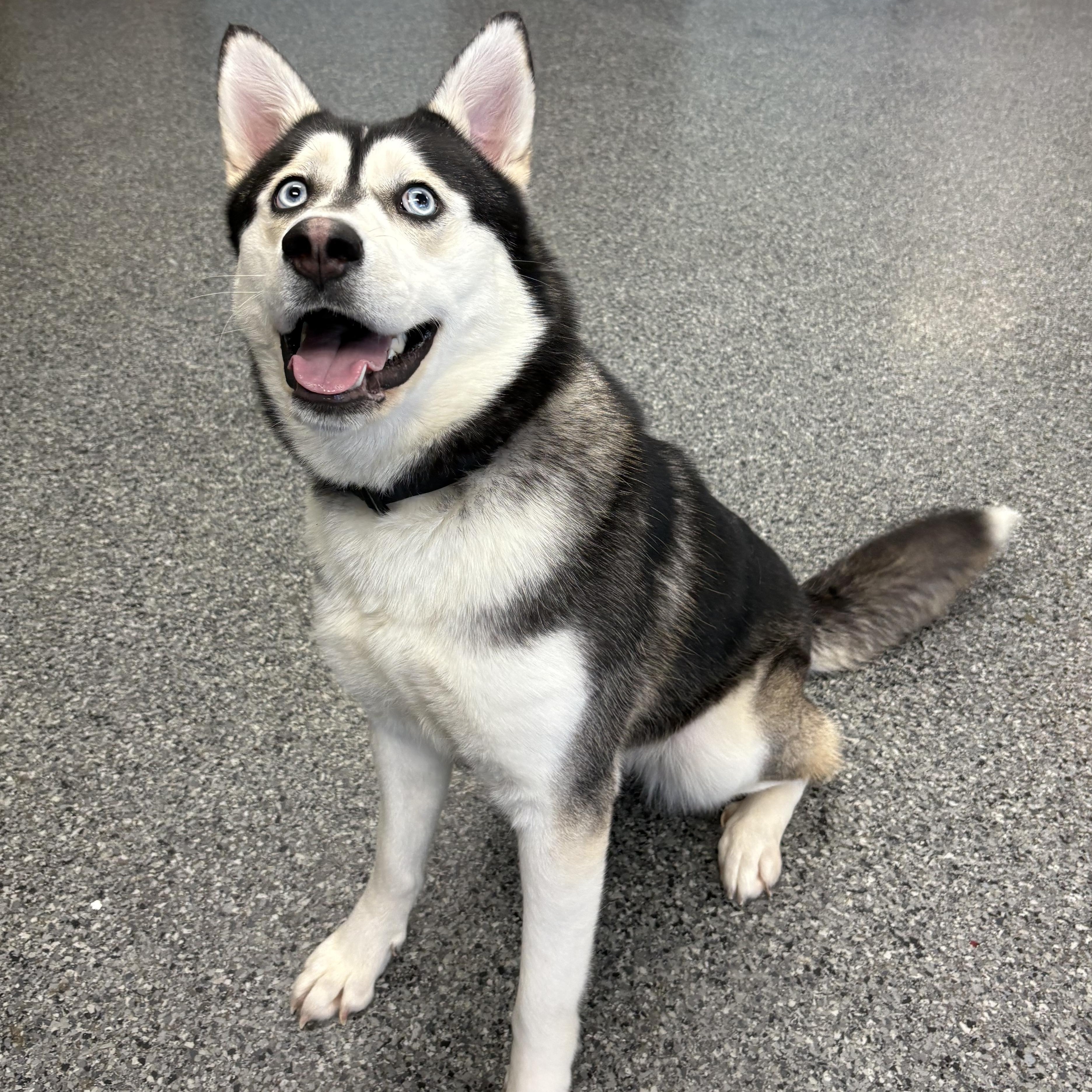 Jetta, a Adopted mixed breed in Thompson, MB image 4/4