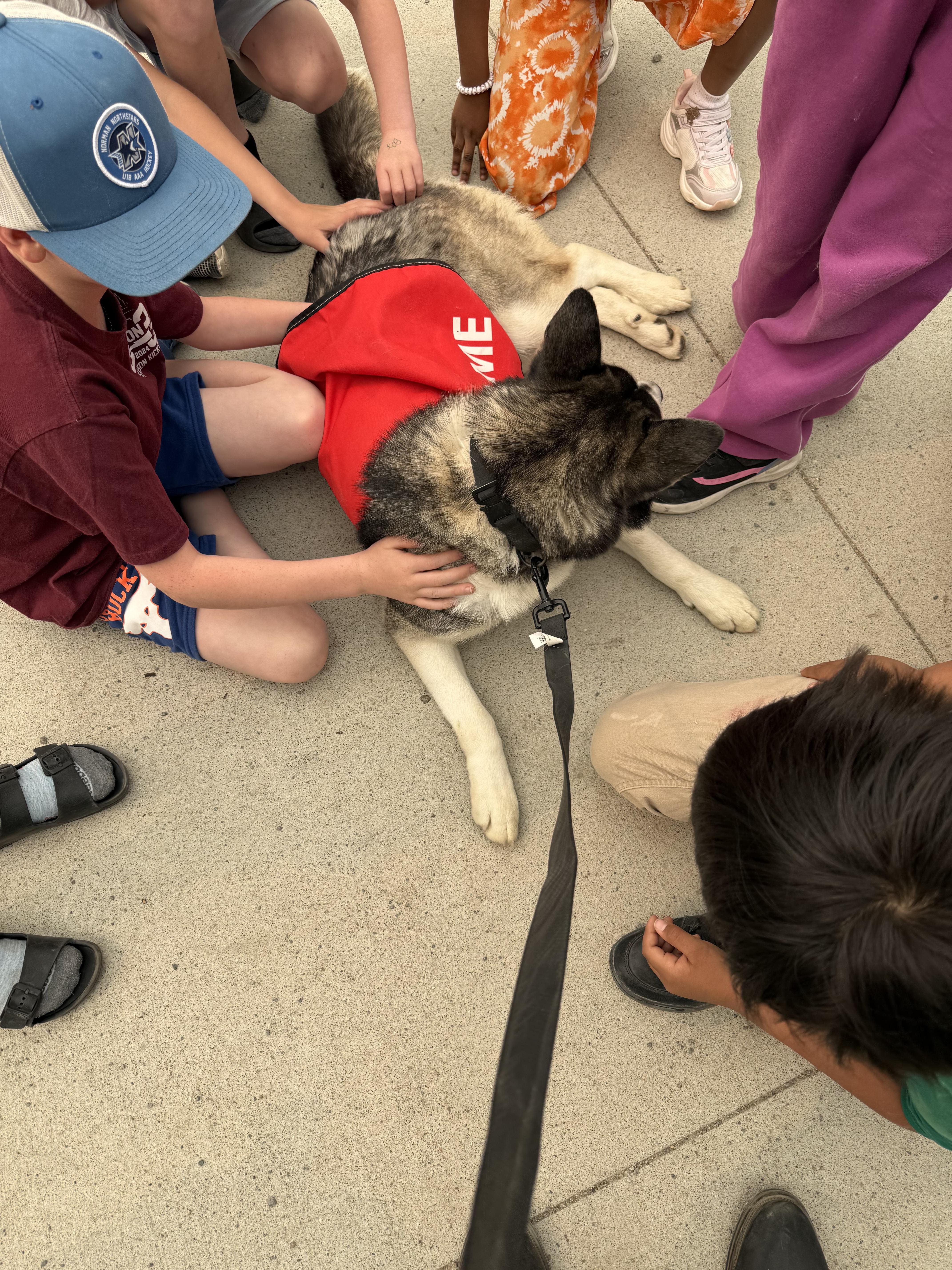 Jetta, a Adopted mixed breed in Thompson, MB image 2/4