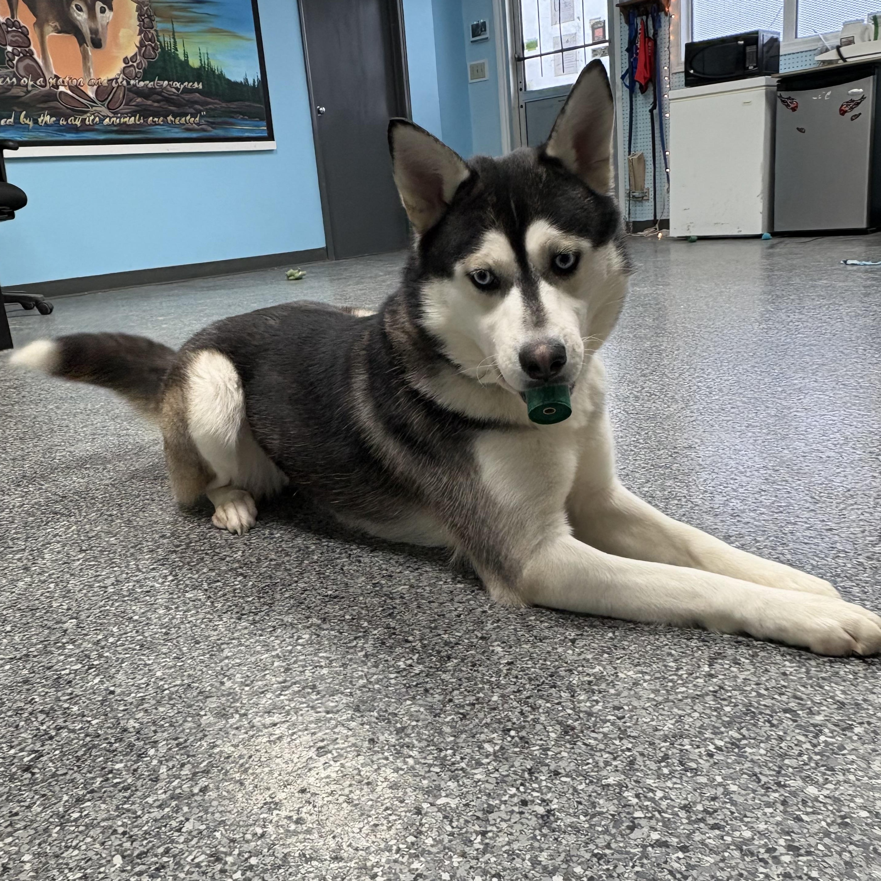 Jetta, a Adopted mixed breed in Thompson, MB image 3/4