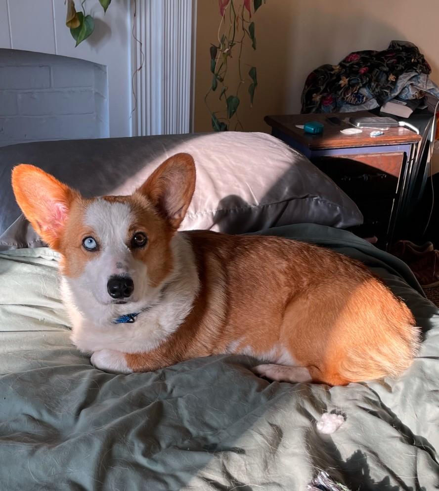 Enlarge Patty-I25037, a Adopted Pembroke Welsh Corgi in Anoka, MN image 3/4